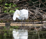 2016 06 11 WildLife MPLS 170